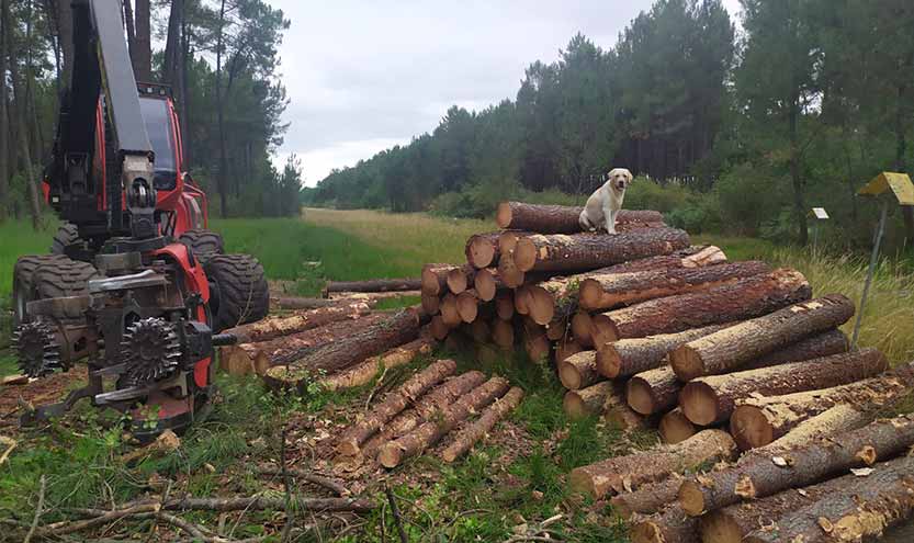 broyage Gironde, broyage Landes , démolition Gironde,démolition Landes , elagage debardage Gironde, elagage debardage Landes, nettoyage terrain Gironde, nettoyage terrain Landes , travaux forestier Gironde, travaux forestier Landes , réseaux secs Gironde, réseaux secs Landes 